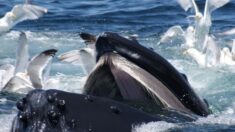 ¡Se lo comió y luego lo escupió!: Pescador de langostas sobrevive a encuentro con ballena jorobada
