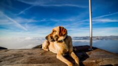 Intrépido perro que vuela en parapente ama las alturas: Ya surcó los Alpes, los Andes y el Himalaya