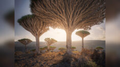 Fotógrafo retrata paisajes de la isla de Socotra: «Uno de los lugares más impresionantes del planeta»