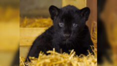 «Preciosa» hembra de jaguar negra nace en el Santuario de Grandes Felinos de Inglaterra
