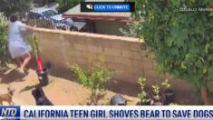 Joven de California empuja a una osa desde el muro de su patio para proteger a perros de la familia