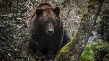 Joven de 17 años enfrenta a un oso negro para proteger a sus perros y lo empuja con todas sus fuerzas