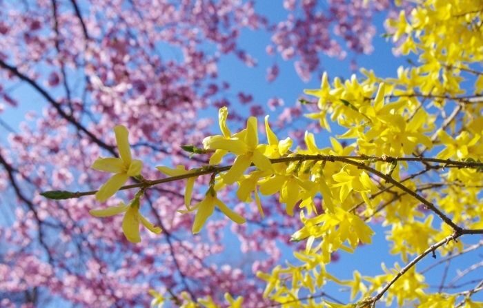 La forsitia es una pequeña flor de color amarillo brillante que anuncia la llegada de la primavera. (Pixabay)