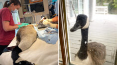 Gansa mira triste mientras operan a su compañero herido, desde la ventana del hospital de animales