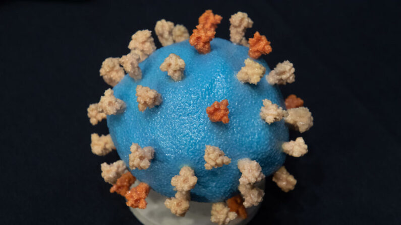 Un modelo de COVID-19, conocido como coronavirus, se muestra antes del testimonio del Dr. Francis Collins, Director de los Institutos Nacionales de Salud (NIH), durante una audiencia del subcomité de Asignaciones del Senado de EE. UU., el 2 de julio de 2020, en Capitol Hill, Washington, D.C. (Saul Loeb-Pool/Getty Images)