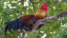 Puerto Rico pide a Corte Suprema que escuche apelación de prohibición de peleas de gallos
