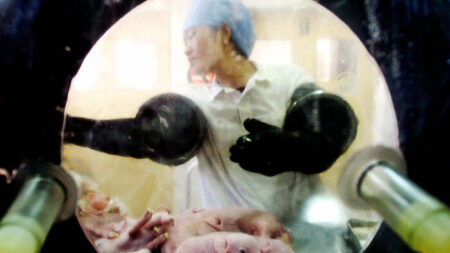 Científicos chinos producen cerdos modificados genéticamente para trasplantes humanos