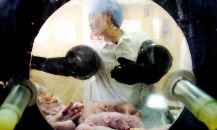Veterinario chino comprueba los lechones recién nacidos, que fueron extraídos del vientre de un cerdo experimental alimentado únicamente con una dieta especial, libre de cualquier pesticida o virus, en un laboratorio de Beijing el 20 de octubre de 2003. (AFP vía Getty Images)