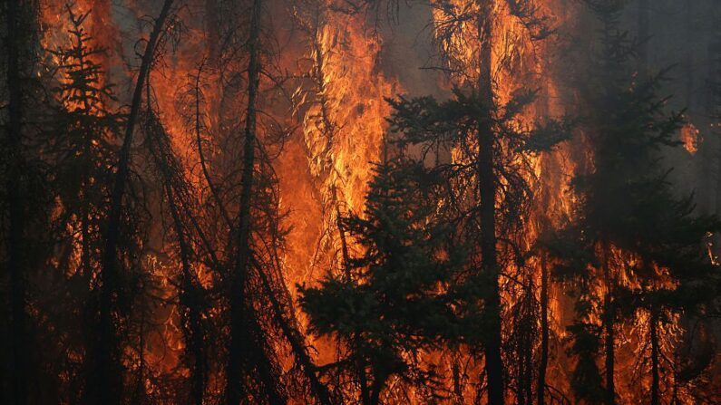 En una foto de archivo, las llamas envuelven los árboles a lo largo de una carretera cerca de Fort McMurray, Alberta (Canadá), el 6 de mayo de 2016. (Cole Burston/AFP vía Getty Images)