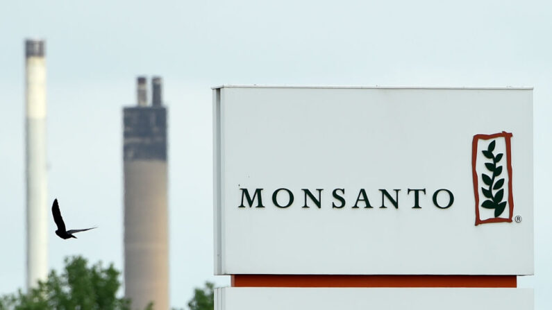 Una foto tomada el 24 de mayo de 2016 en Lillo, cerca de Amberes (Bélgica), muestra el logotipo de Monsanto en el centro de fabricación y operaciones de la firma. (John Thys/AFP vía Getty Images)