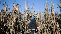 Ante la escasez de alimentos, China investiga a altos funcionarios