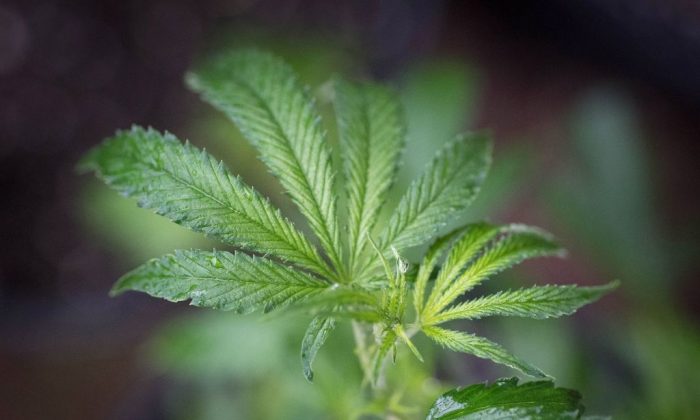 Una planta de marihuana se ve en un invernadero en el condado de Mendocino, California, el 19 de abril de 2017. (Josh Edelson/AFP/Getty Images)