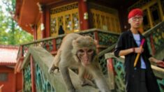 Veterinario de Beijing muere por virus B de los monos, que tiene una tasa de mortalidad del 70-80%