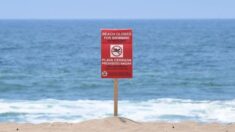 Decenas de playas de EE. UU. cierran en julio por altos niveles de bacterias tóxicas