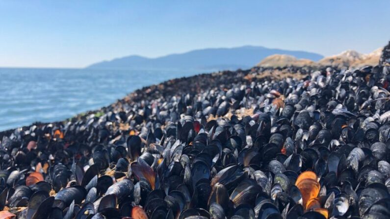 Los mejillones muertos cubren la playa de Lighthouse Park en West Vancouver, Canadá. (Cortesía de Christopher Harley)