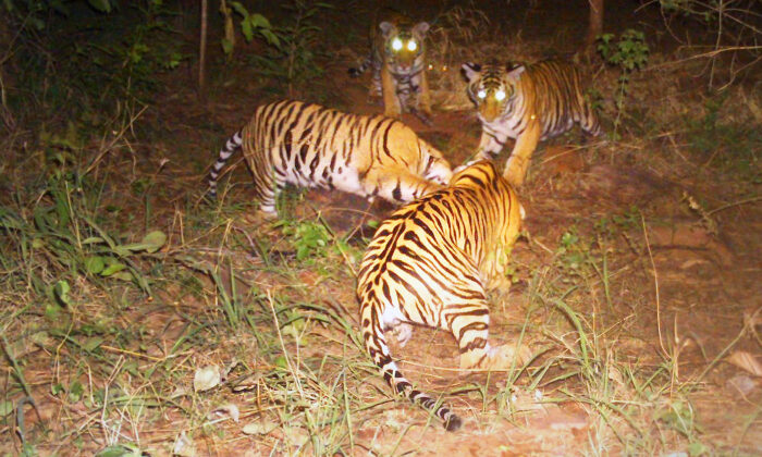 (Cortesía de las Autoridades forestales, Reserva de Tigres de Panna)