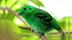 Observadores de aves descubren al raro eurilaimo verde declarado «extinto» hace 70 años en Singapur