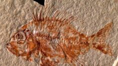 Hallan una nueva especie de pez en México que vivió hace 95 millones de años