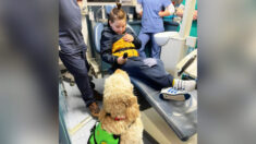 Niño con autismo teme al sillón del dentista hasta que revisan primero los dientes a su perro de servicio