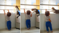 Gato protector ve al niño de la familia alcanzar la baranda del balcón y actúa de forma adorable
