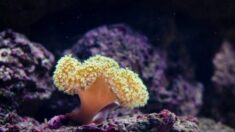 Presión de la UNESCO a Australia por barrera de coral hace parte de campaña del PCCh: Diputado