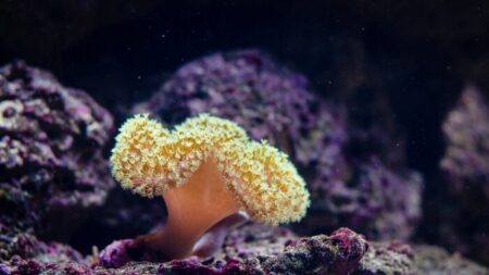 Presión de la UNESCO a Australia por barrera de coral hace parte de campaña del PCCh: Diputado