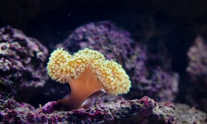 Coral en la Gran Barrera de Coral. (FotoshopTofs/Pixabay)