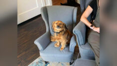 Perro pegajoso que le encantaba “robar” el asiento de trabajo de su dueña recibe réplica del sillón