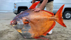 Encuentran a un llamativo y enorme pez luna de 45 kilos en una playa de Oregón