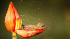 Fotógrafo capta imágenes de un pájaro sol bañándose en pétalo de flor, ¡Como de un cuento de hadas!