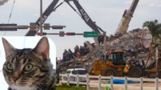 Dueños de mascotas mantenían esperanza de rescatarlos antes de demolición de Surfside