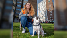 Heroico perro salva la vida de su dueña cuando dos desconocidos la atacan con cuchillo en la calle