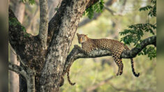¿Puede descubrir al travieso cachorro de leopardo camuflado en un árbol con su mamá?