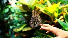 Joven crea jardines desde los 4 años para preservar las mariposas: “Si desaparecen, todo le seguirá”