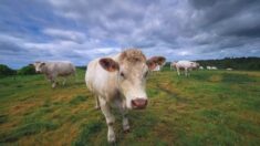 Confunden a vaca con un “toro bravo” que escapó de matadero, y moviliza a toda una ciudad en Francia