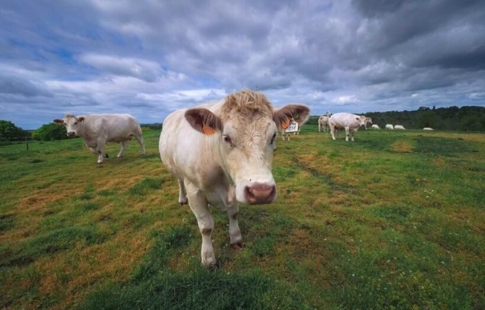 Vacas son fotografiadas en un campo el 26 de abril de 2019 en La Jauniere, cerca de Chiché, en el oeste de Francia. (GUILLAUME SOUVANT/AFP vía Getty Images)