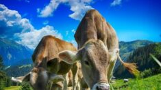 Vaca preñada huye de matadero y un santuario decide comprarla: “Podrá alimentar a su ternero”