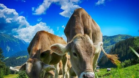 Vaca preñada huye de matadero y un santuario decide comprarla: «Podrá alimentar a su ternero»