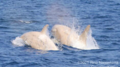 2 raras orcas blancas nadando juntas sorprenden a observadores de ballenas en costa de Japón