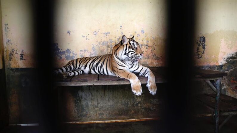 Un tigre macho, Tina, descansa dentro de la jaula tras someterse a la prueba del hisopo covid-19 en el zoológico de Ragunan en Yakarta, Indonesia, el 2 de agosto de 2021. EFE/EPA/ADI WEDA