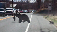 Conductores esperan pacientemente mientras mamá oso cruza la carretera con sus 4 cachorros traviesos