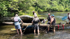 Arqueólogos sacan una canoa de los nativos americanos del río de Carolina del Sur, tallada en el siglo XVIII