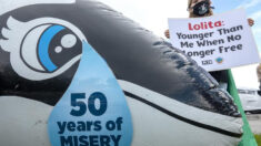 Activistas contra el maltrato animal piden liberar en Miami a la orca Lolita