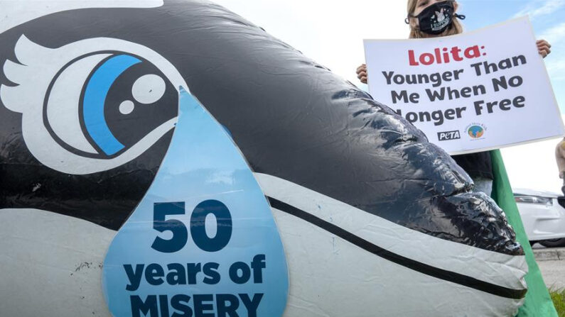 Activistas de 'PETA' protestan para exigir la libertad de la orca 'Lolita', que ha pasado 50 años en cautiverio, frente al Miami Seaquarium en Miami, Florida, Estados Unidos. EFE/EPA/Cristobal Herrera-Ulashkevich/Archivo