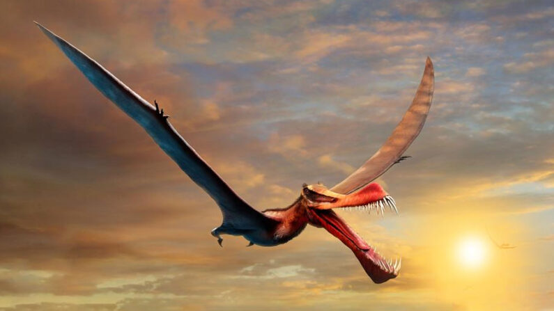 Un grupo de científicos descubrió los restos de un dinosaurio gigante volador, descrito como un "temible dragón", que habitó en el territorio australiano durante el período Cretácico, que comenzó hace 145 millones de años y terminó hace 66 millones de años. En la imagen, representación artística del Thapunngaka shawi, el "temible dragón volador". EFE/ Universidad de Queensland