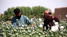 Es probable que talibanes continúen con lucrativo tráfico de drogas en Afganistán: Expertos
