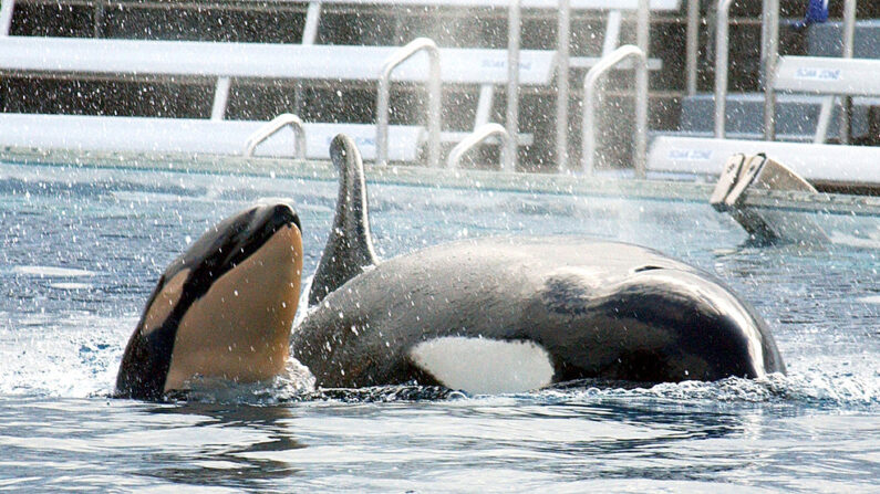 Una orca recién nacida nada con su madre Kasatka el 21 de diciembre de 2004 en el estadio Shamu de SeaWorld en San Diego, California. (SeaWorld vía Getty Images)