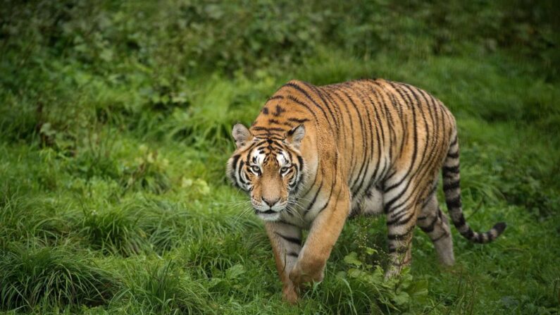 Vista de un tigre. (Nicolas Asfouri/AFP vía Getty Images)