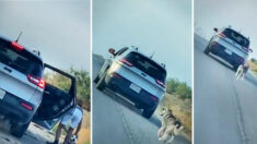 Perrito husky corre detrás del auto de su dueño tras ser abandonado y una familia le da un nuevo hogar