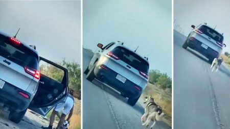 Husky traicionado por su dueño es abandonado en plena carretera: «Fue desgarrador verlo»